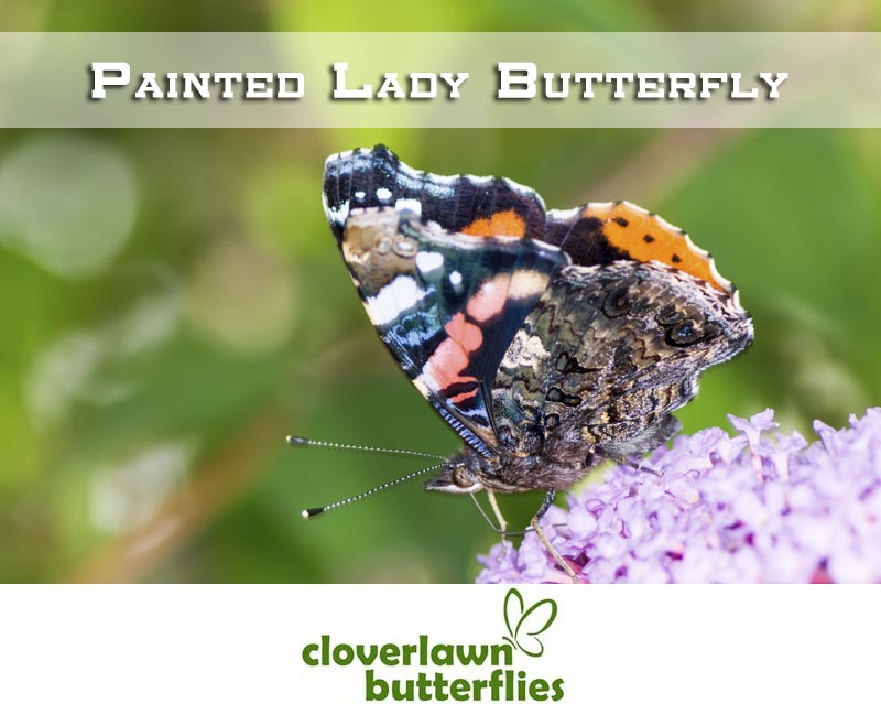 Learn all about the Painted Lady Butterfly including life cycle, facts and more from Cloverlawn Butterflies Butterfly Release Company