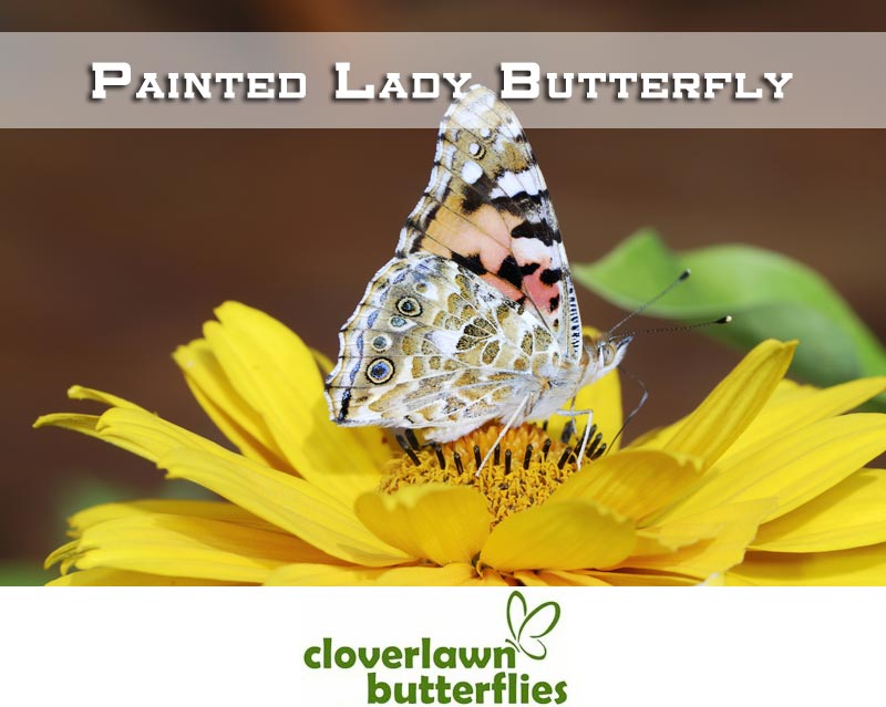 Learn all about the Painted Lady Butterfly including life cycle, facts and more from Cloverlawn Butterflies Butterfly Release Company